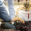 Incorporating Vertical Gardening into Your Landscape Design: Tips and Tricks