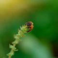 Understanding the Risks of Pests to Your Health and Property