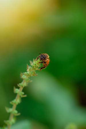 Understanding the Risks of Pests to Your Health and Property