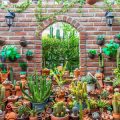 Xeriscaping for Beginners: Common Mistakes to Avoid