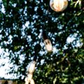 Outdoor Holiday Lighting Installation and Safety Tips